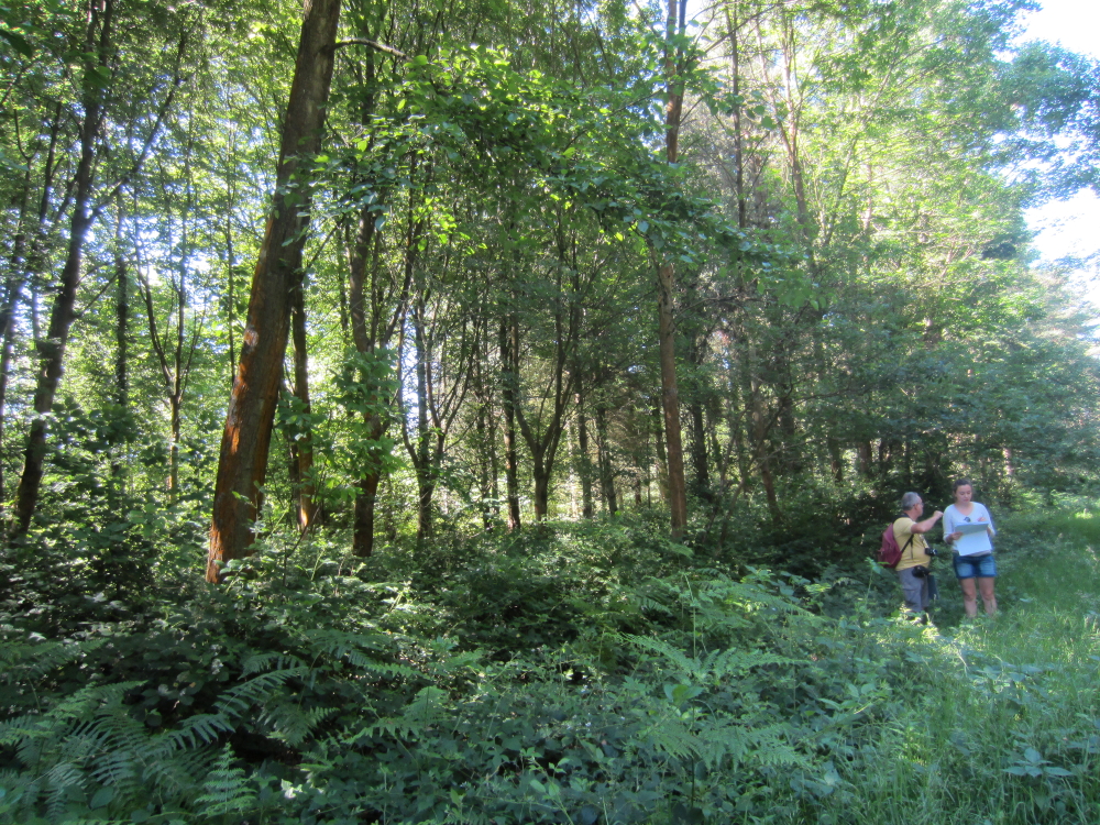 Alnus nigra - Forêt verte