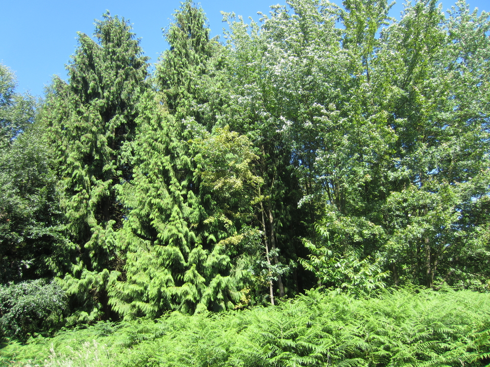Thuja plicata - Forêt verte